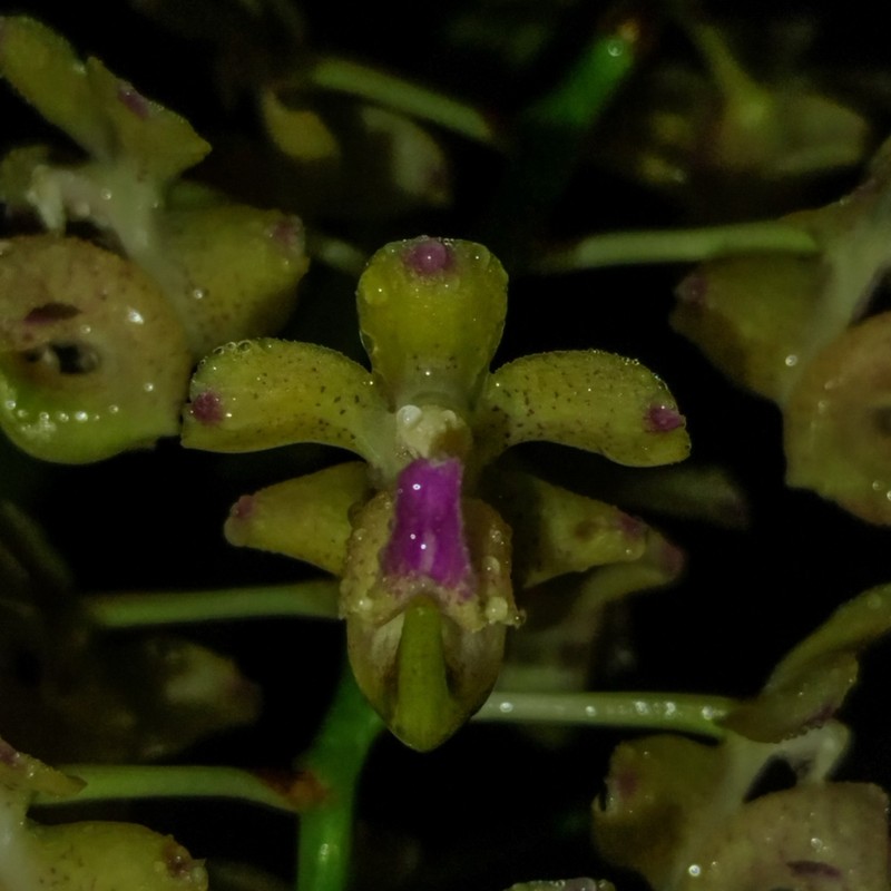 Aerides roebelenii