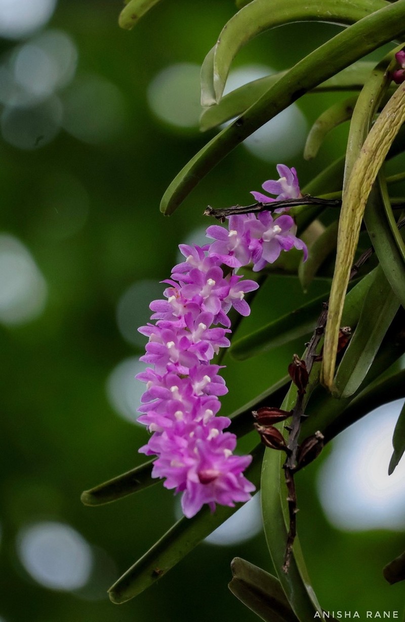 Aerides rosea photo 2