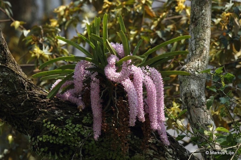 Aerides rosea photo 3