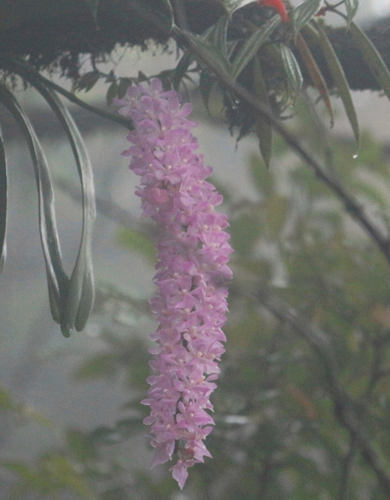 Aerides rosea photo 4