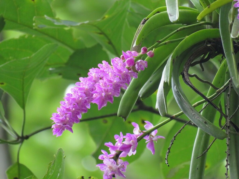 Aerides rosea photo 5