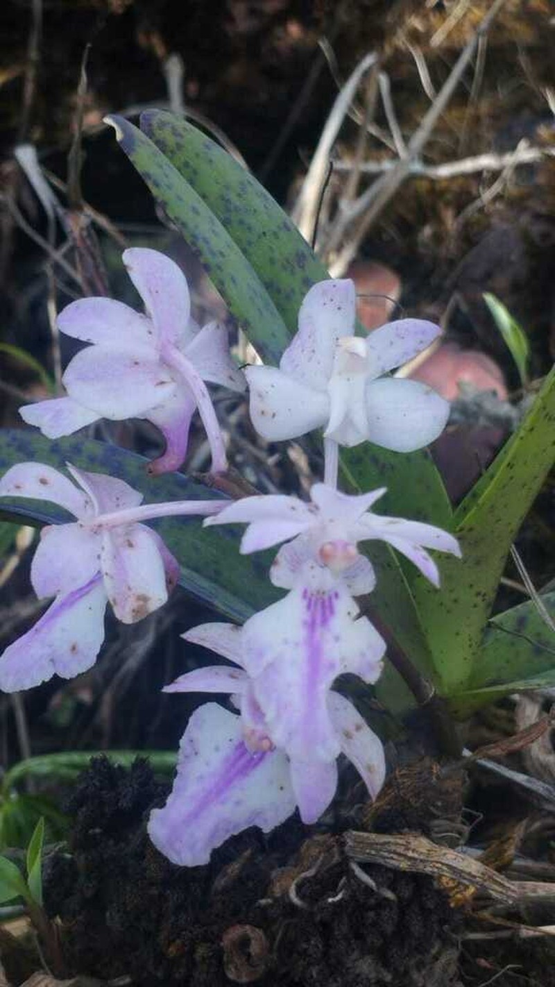 Aerides rosea photo 6