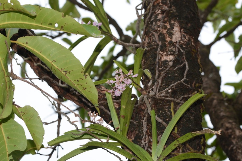 Aerides rosea photo 7