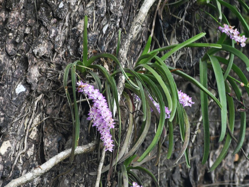 Aerides rosea photo 8