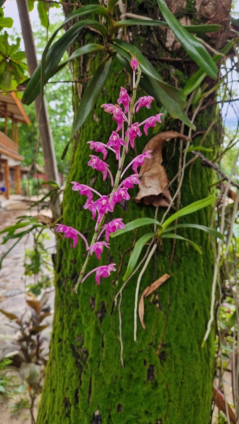 Aerides thibautiana