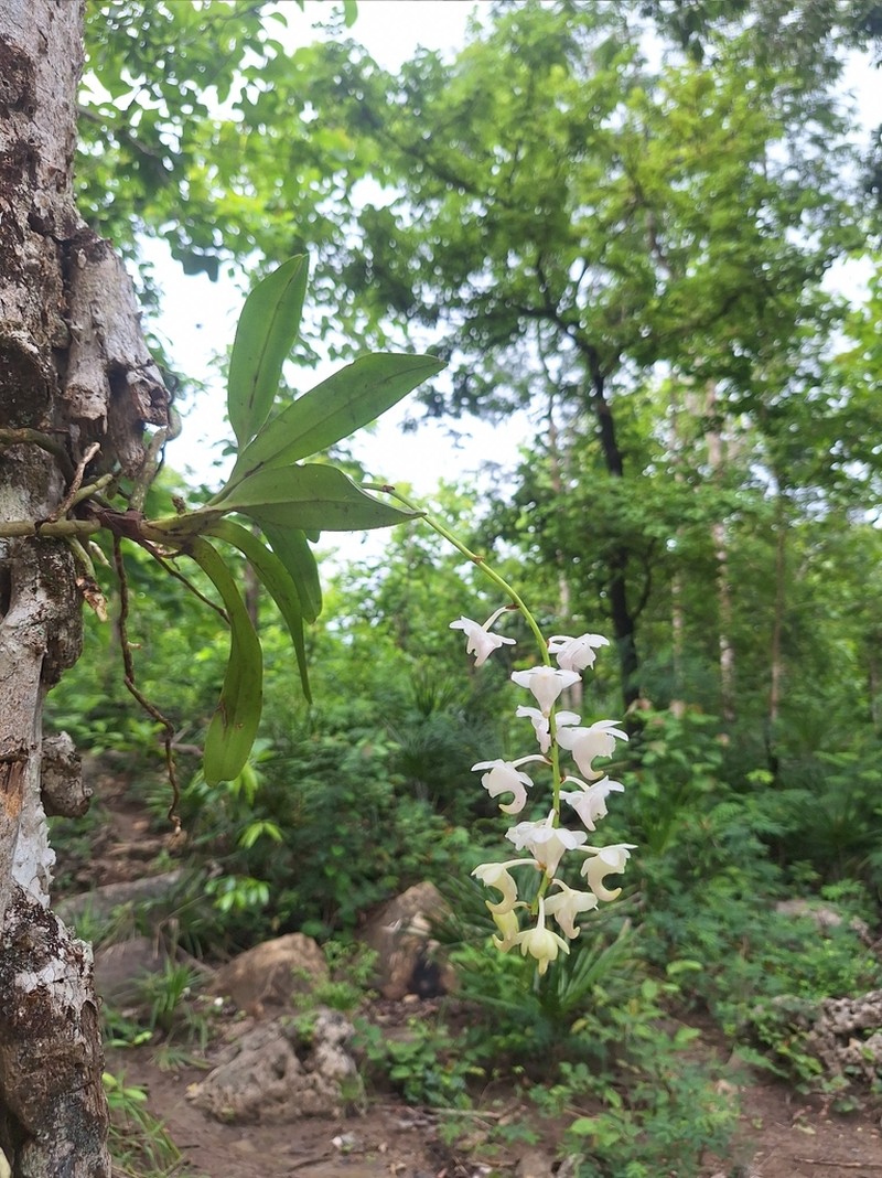 Aerides timorana