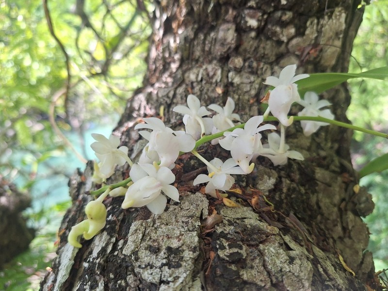 Aerides timorana photo 2