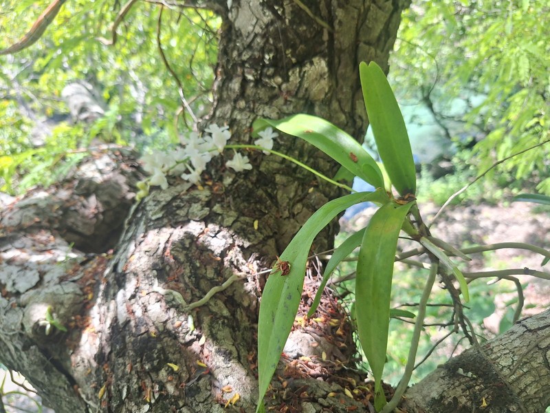 Aerides timorana photo 3