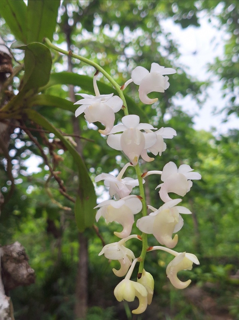 Aerides timorana photo 4