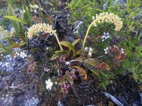 Aeridostachya crassipes