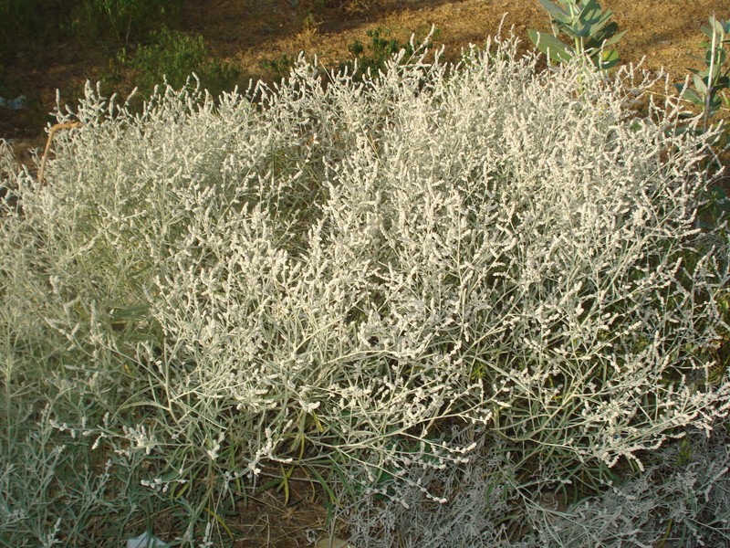 Java Aerva