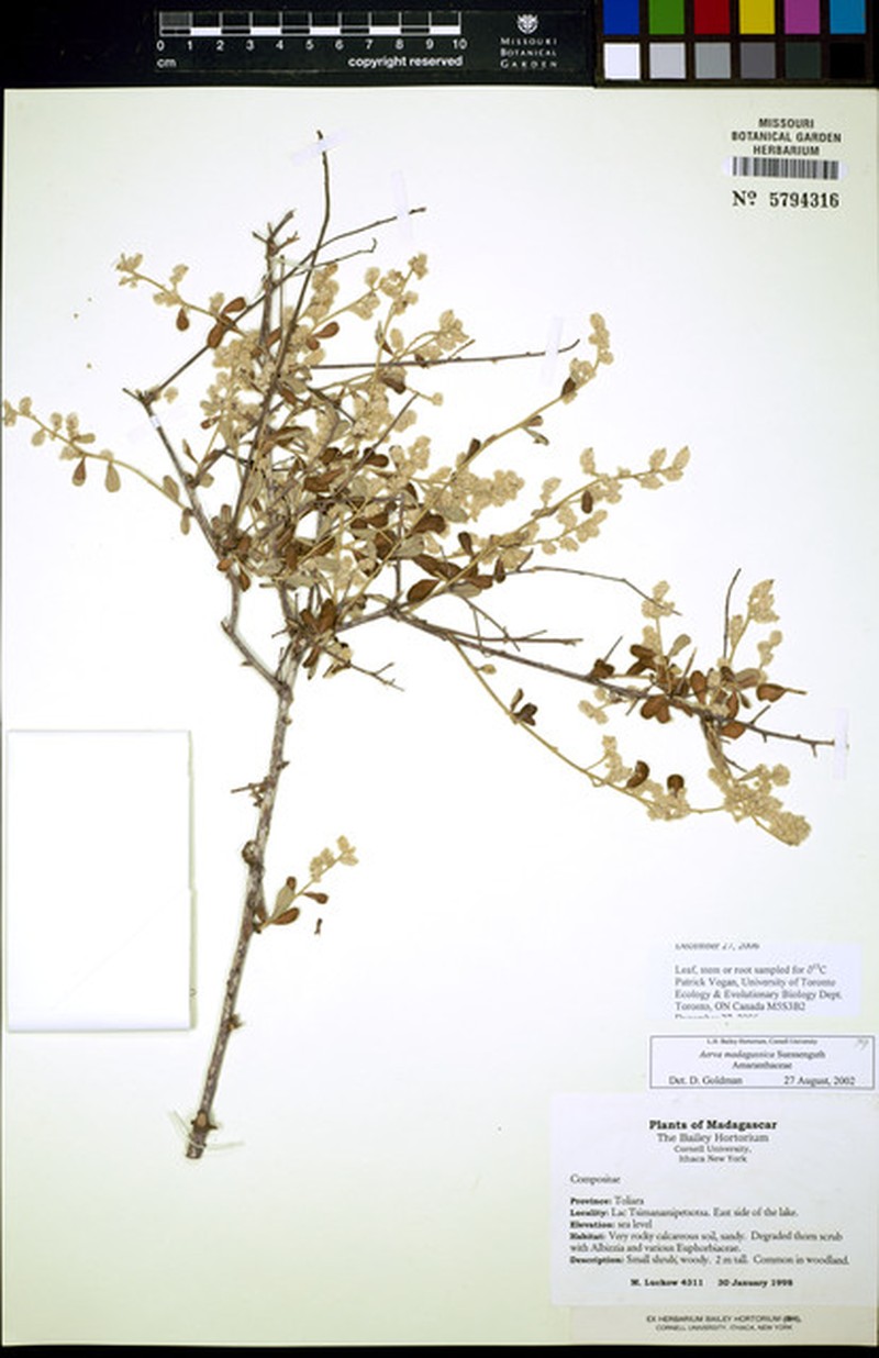 Aerva madagassica