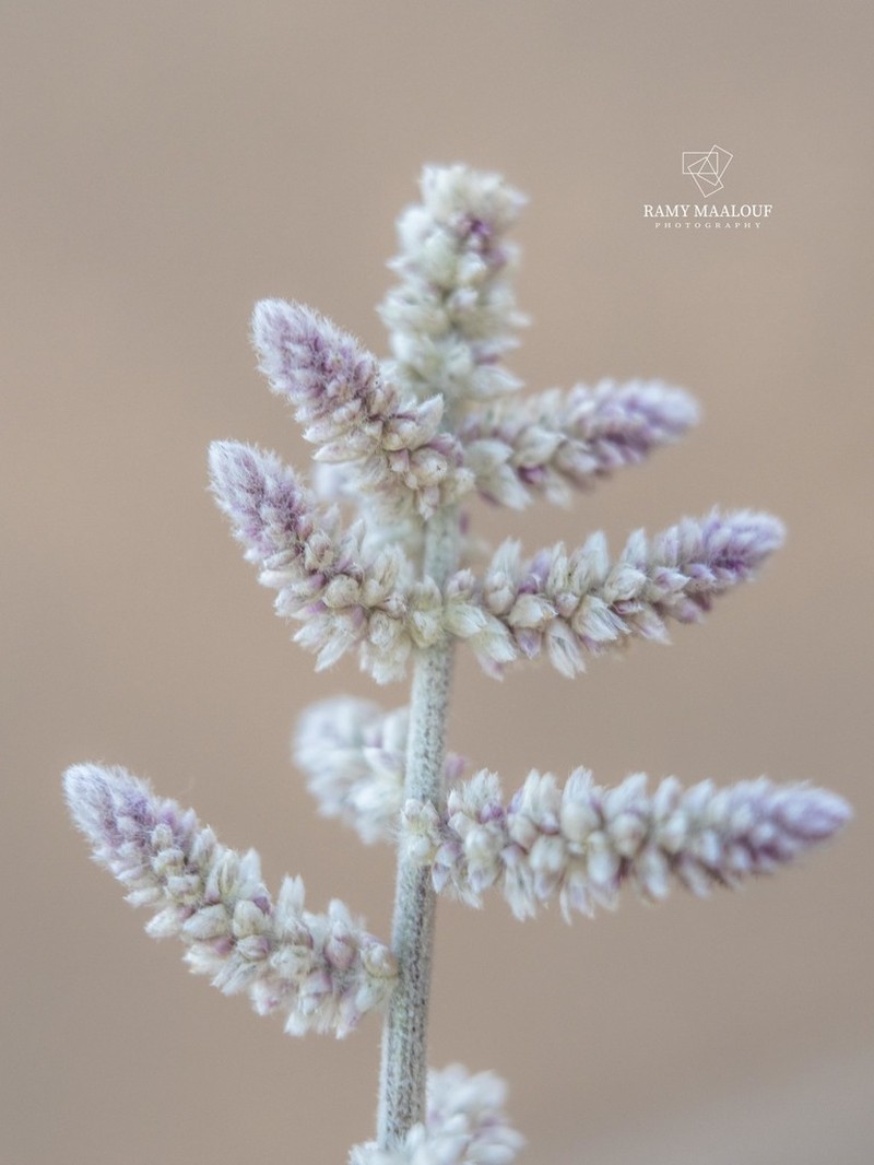 Aerva tomentosa photo 2