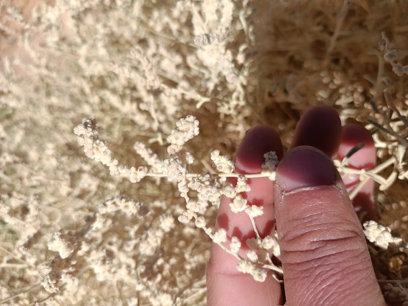 Aerva tomentosa photo 3