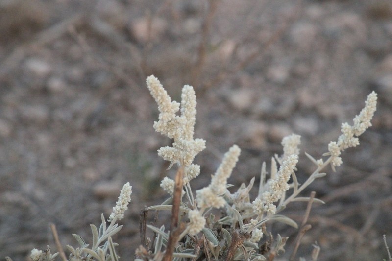 Aerva tomentosa photo 4