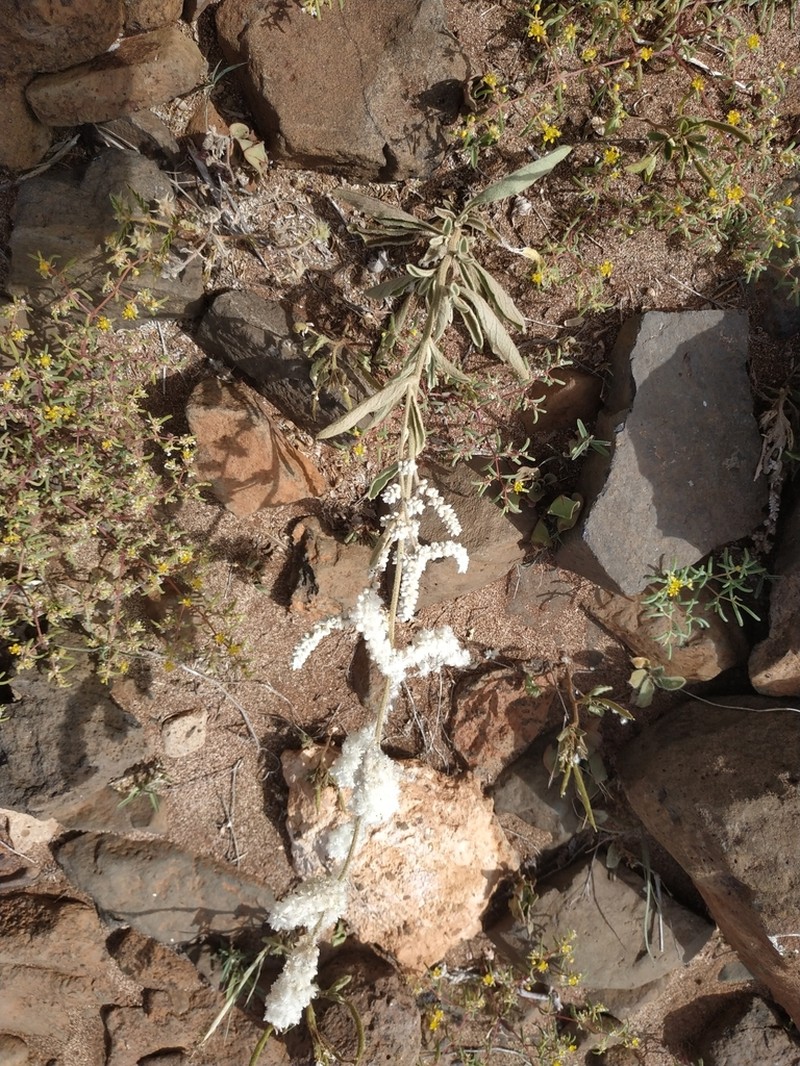 Aerva tomentosa photo 5