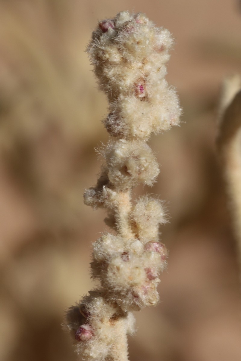 Aerva tomentosa photo 6