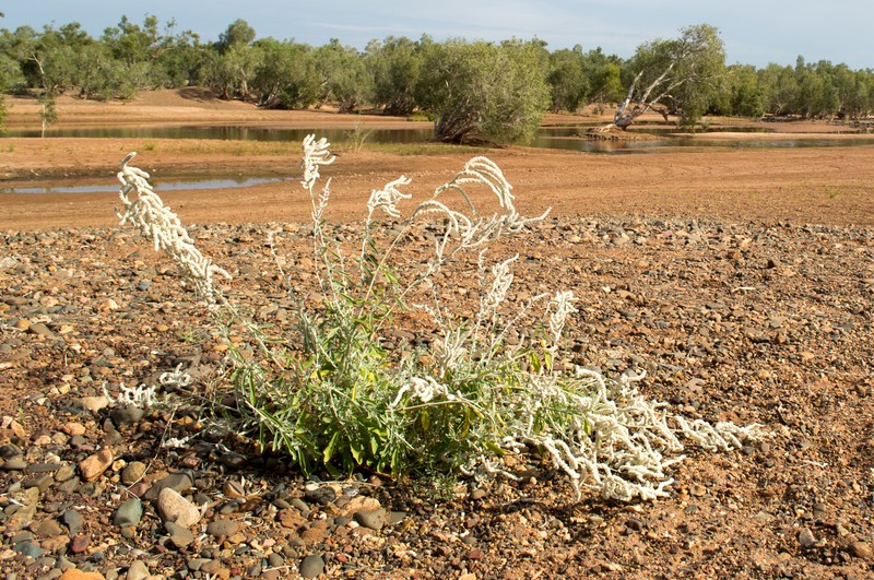 Aerva tomentosa photo 7