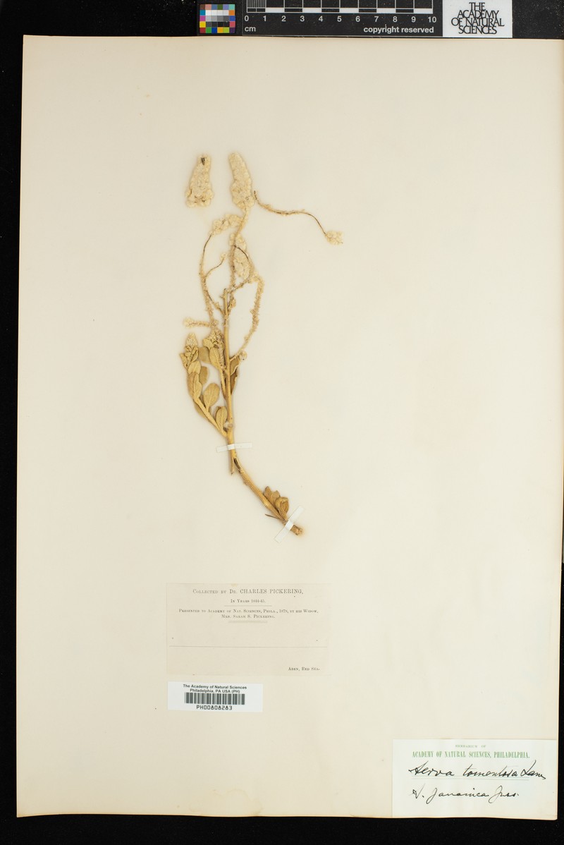 Aerva tomentosa photo 8