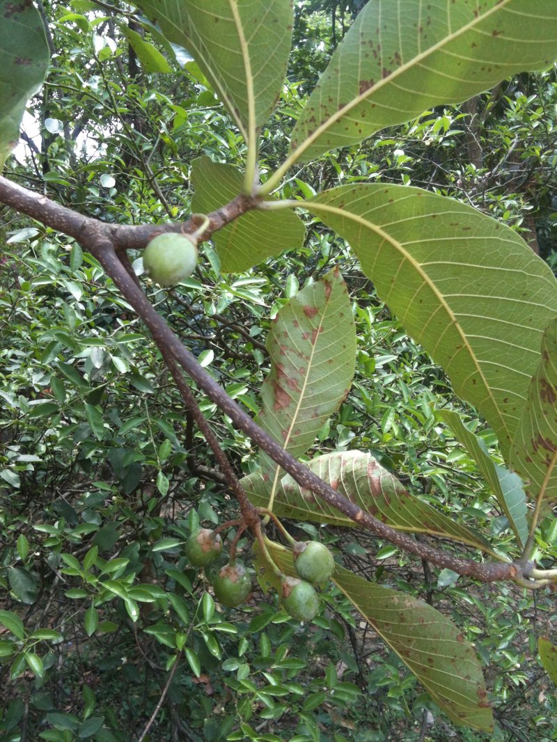 Aesandra