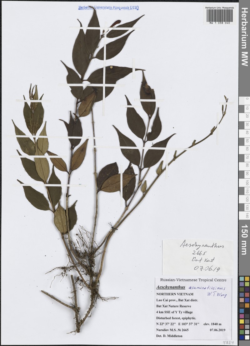 Aeschynanthus acuminatissimus photo 2