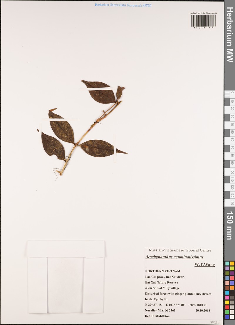 Aeschynanthus acuminatissimus photo 3