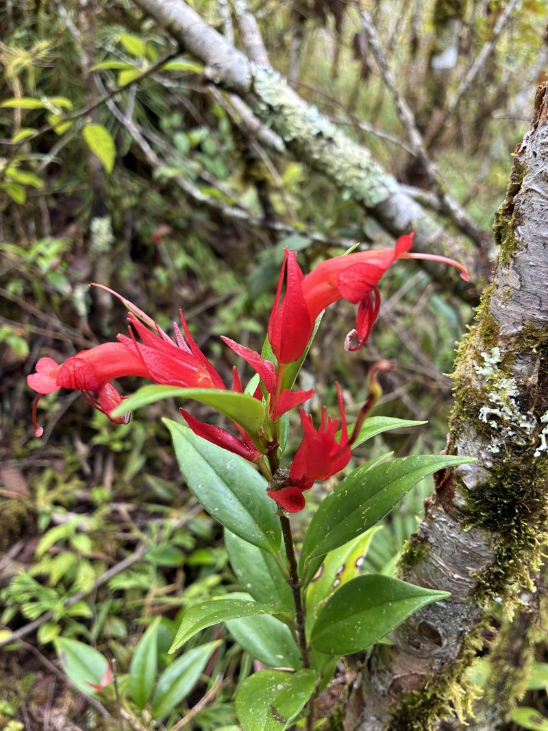 Aeschynanthus acuminatissimus photo 4