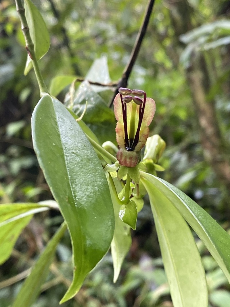 Aeschynanthus acuminatus