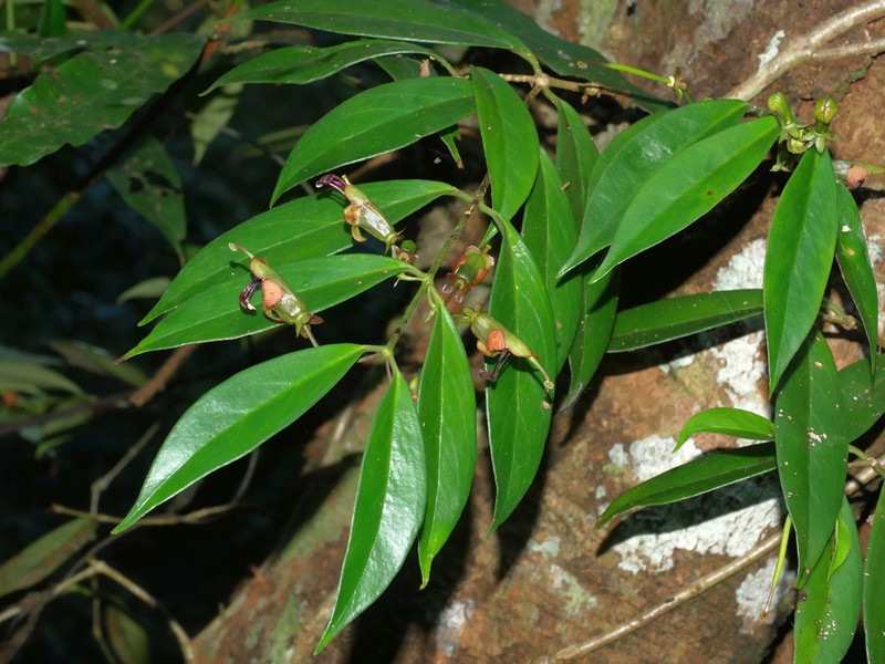 Aeschynanthus acuminatus photo 2