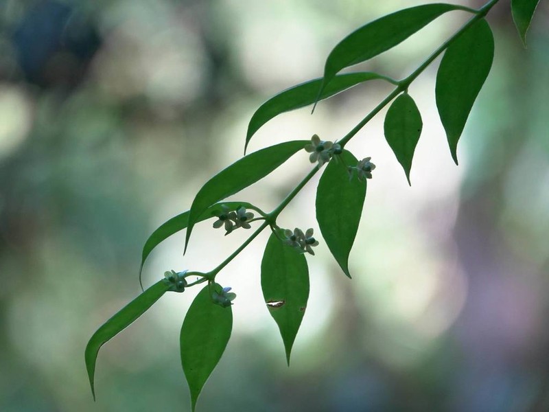 Aeschynanthus acuminatus photo 4