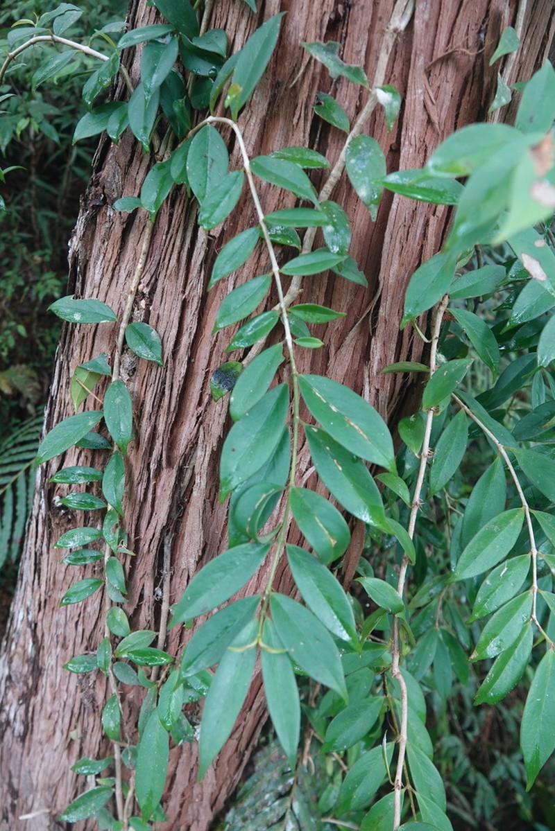 Aeschynanthus acuminatus photo 6
