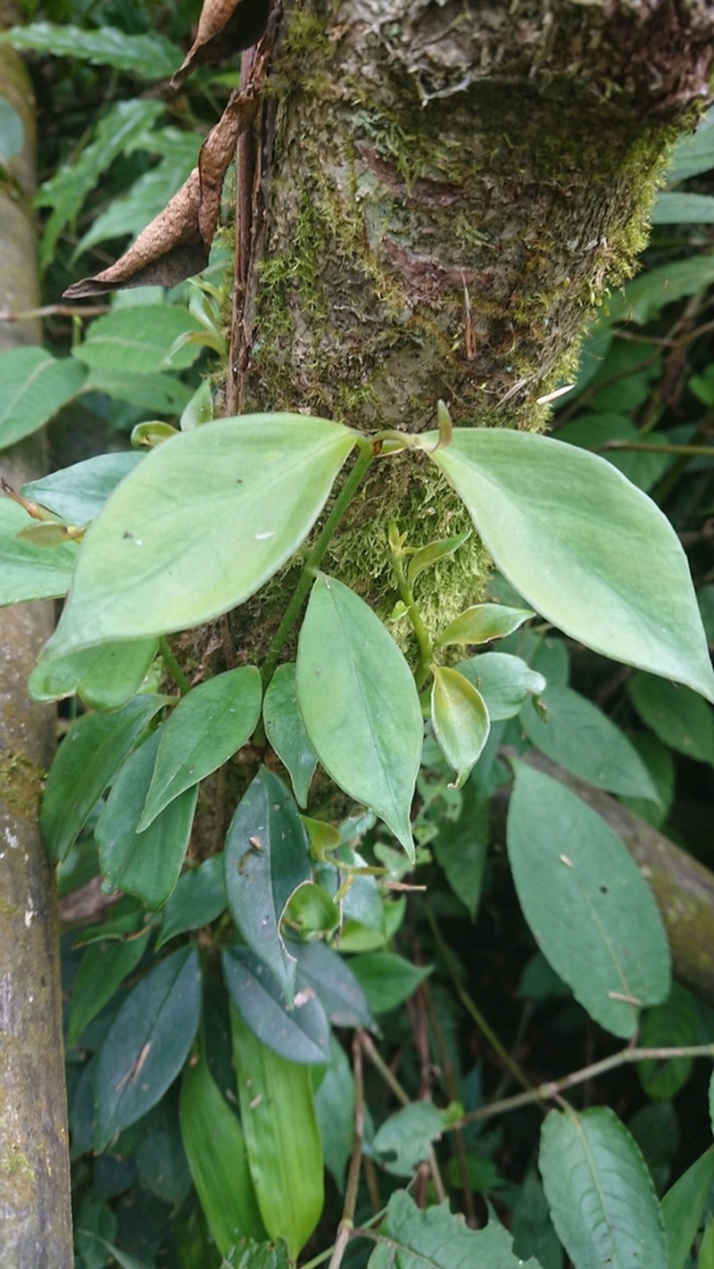 Aeschynanthus acuminatus photo 8