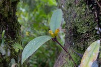 Aeschynanthus albidus