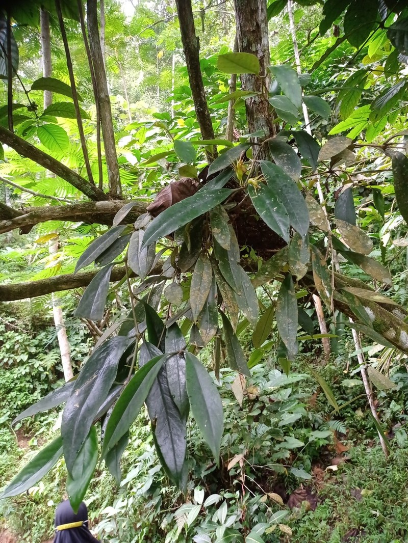 Aeschynanthus albidus photo 2