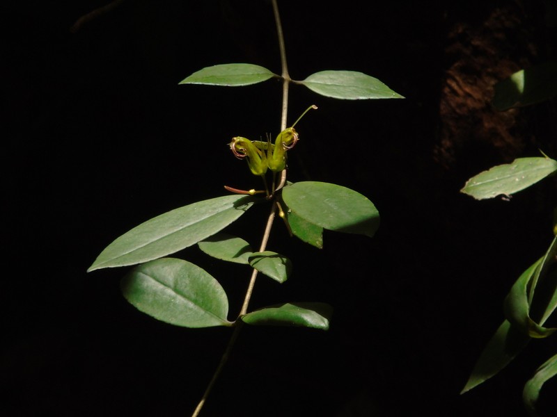 Aeschynanthus albidus photo 4