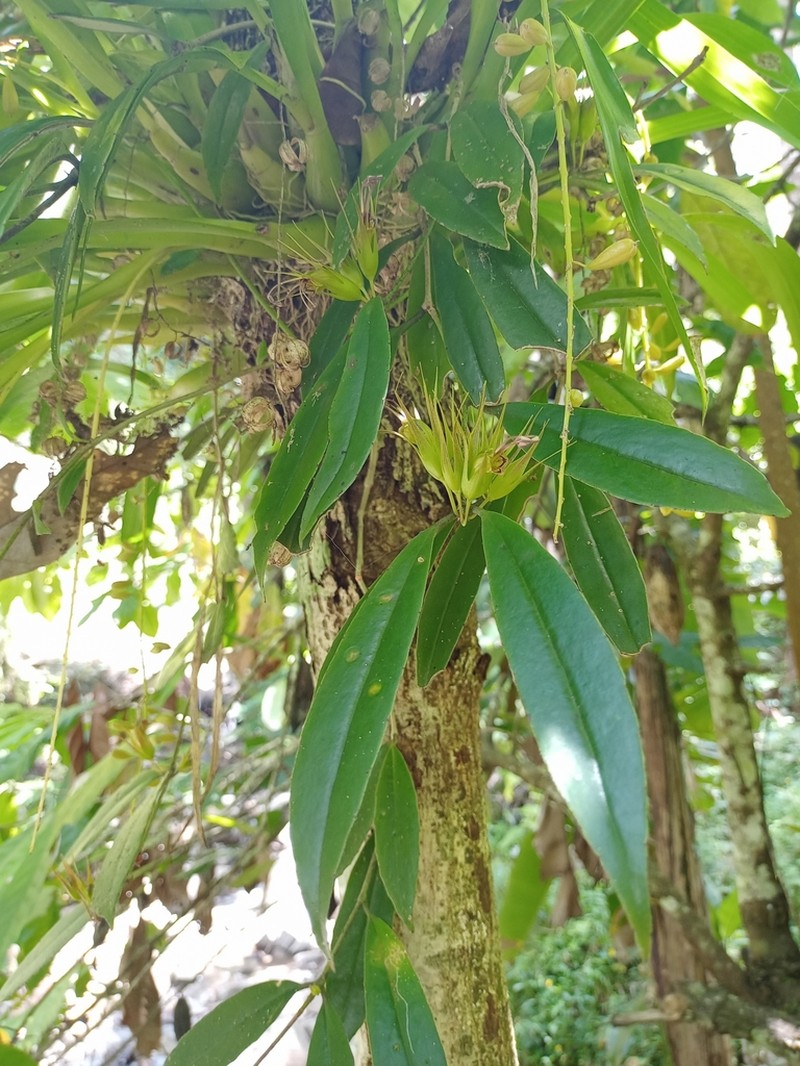 Aeschynanthus albidus photo 5