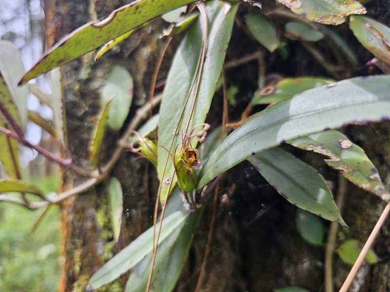 Aeschynanthus albidus photo 8