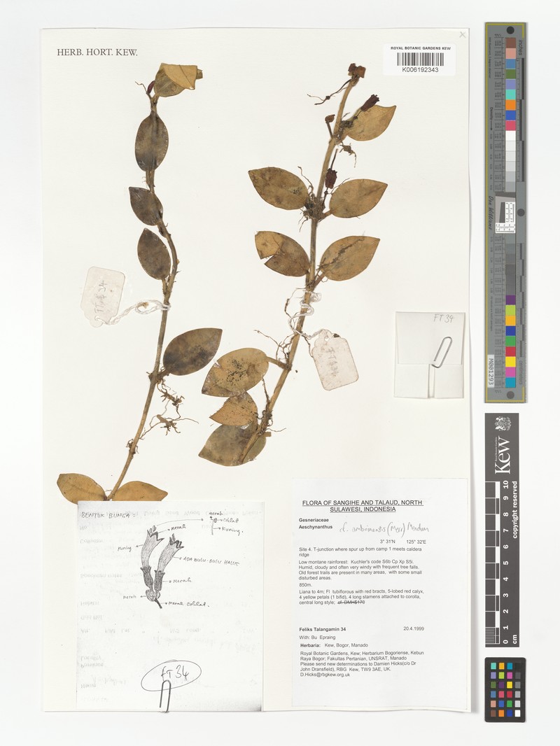 Aeschynanthus amboinensis