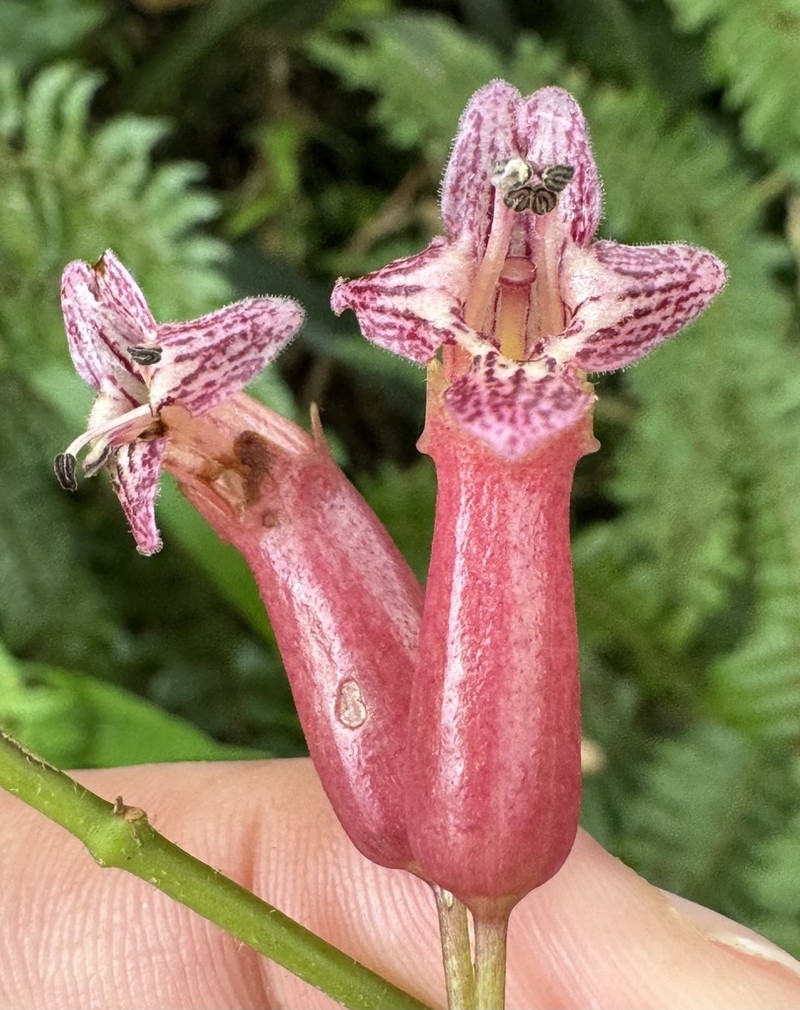 Aeschynanthus amoenus