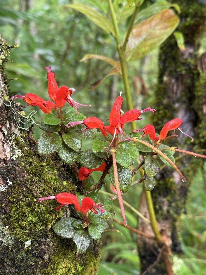 Aeschynanthus andersonii