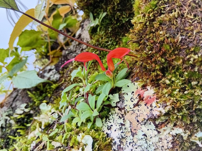 Aeschynanthus andersonii photo 3