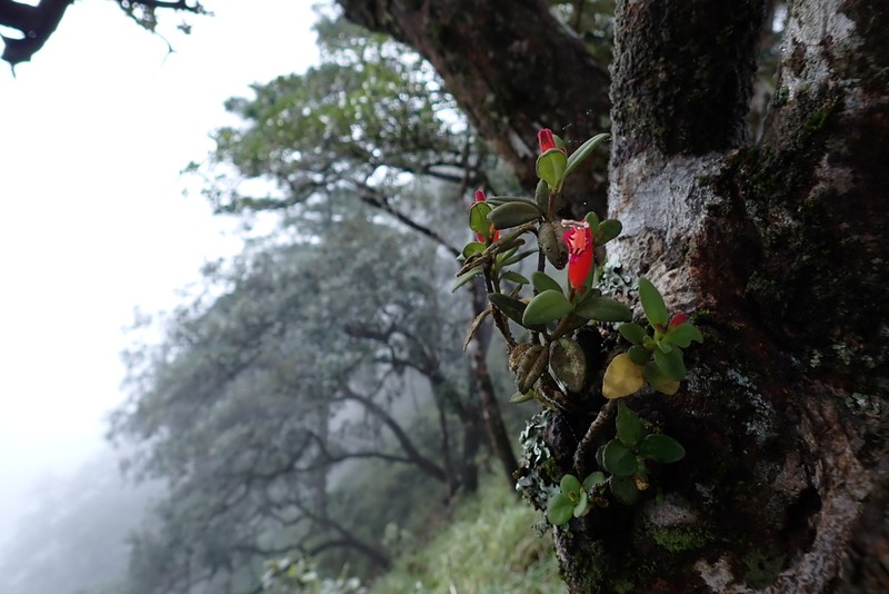 Aeschynanthus andersonii photo 4