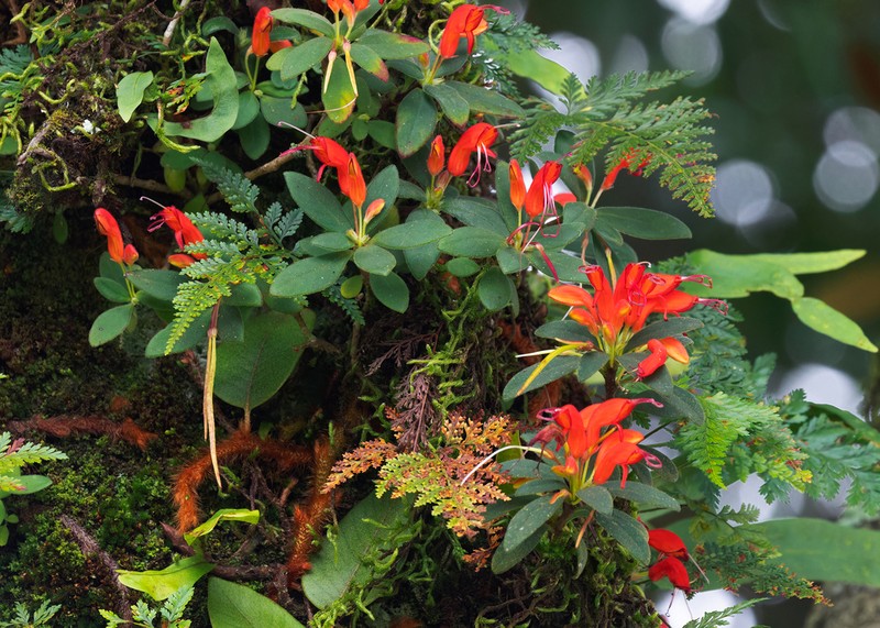 Aeschynanthus andersonii photo 6
