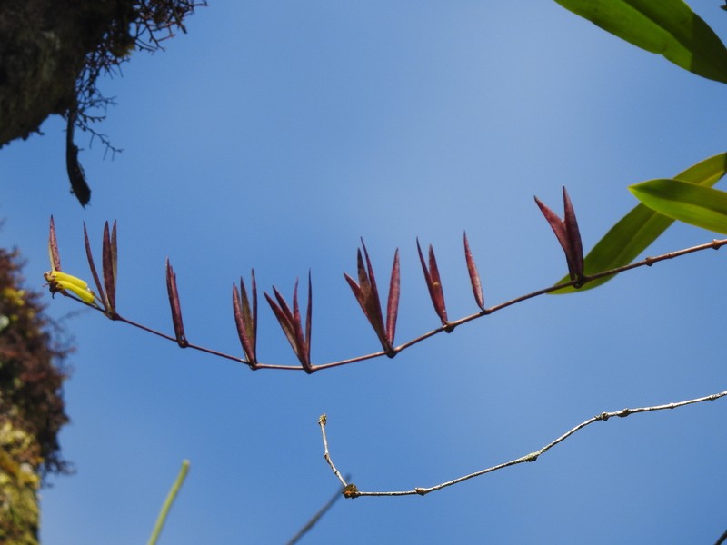 Aeschynanthus angustifolius