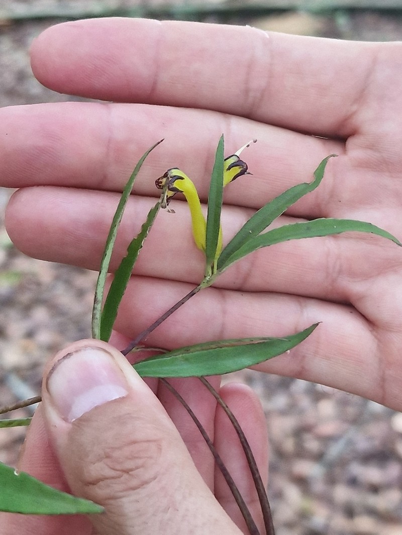 Aeschynanthus angustifolius photo 3