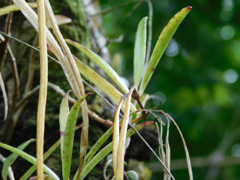 Aeschynanthus angustifolius photo 5