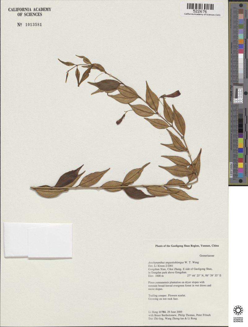 Aeschynanthus angustioblongus
