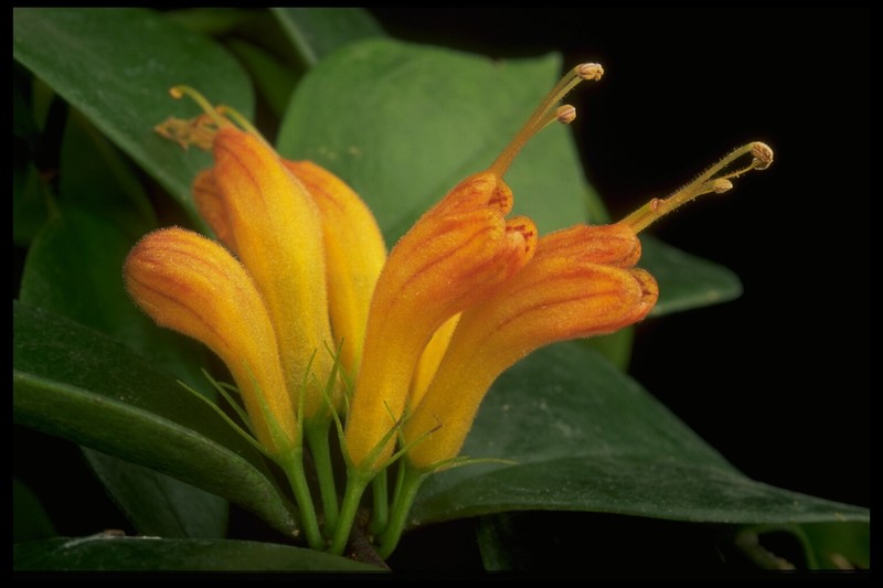 Aeschynanthus arfakensis