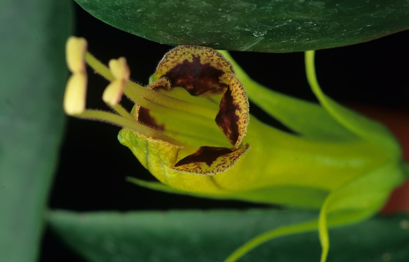 Aeschynanthus batakiorum photo 2