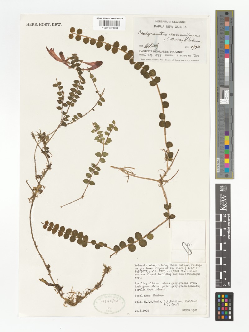 Aeschynanthus brachyphyllus